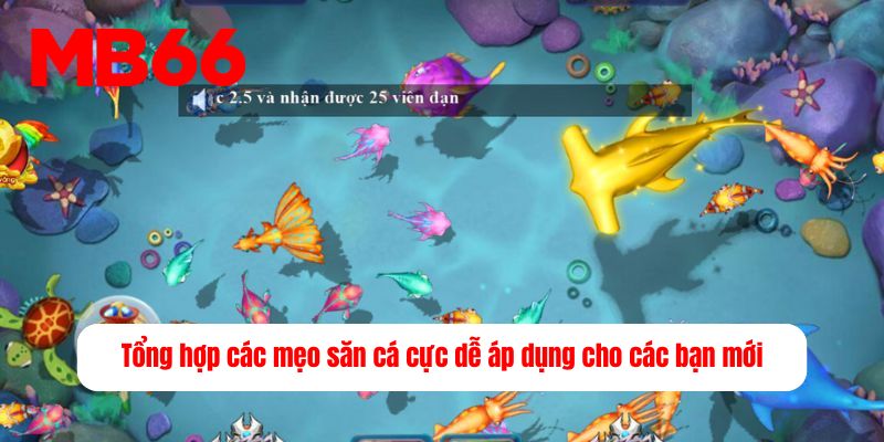Tổng hợp các mẹo săn cá cực dễ áp dụng cho các bạn mới