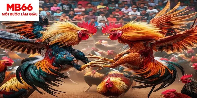 Những lý do khiến đá gà C1 thu hút nhiều người tham gia