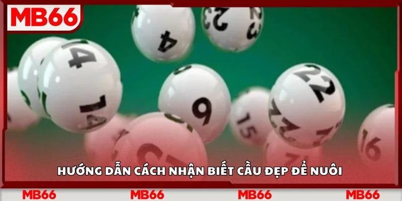 Hướng dẫn cách nhận biết cầu đẹp để nuôi 